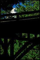 Distant view of Mt Rushmore through a bridge and trees. South Dakota, USA (color)