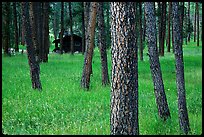 Cabins in forest, Custer State Park. Black Hills, South Dakota, USA ( color)