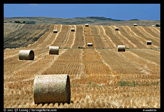 Field and rolls of hay. South Dakota, USA (color)