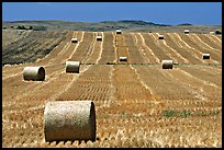 Field and rolls of hay. South Dakota, USA