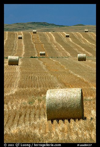 Rolls of hay in summer. South Dakota, USA (color)