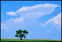 Isolated tree and cloud. South Dakota, USA