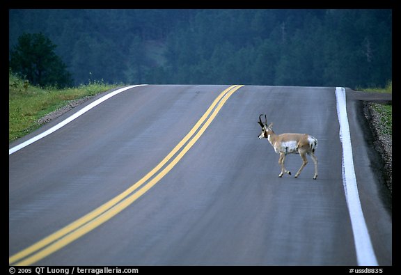 Pronghorn antelope crossing road, Custer State Park. Black Hills, South Dakota, USA