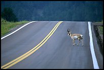 Pronghorn antelope crossing road, Custer State Park. Black Hills, South Dakota, USA (color)
