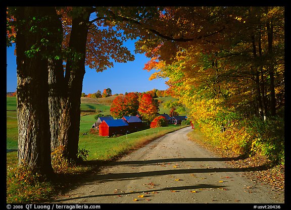 Maple trees, gravel road, and Jenne Farm, sunny autumn morning. Vermont, New England, USA (color)