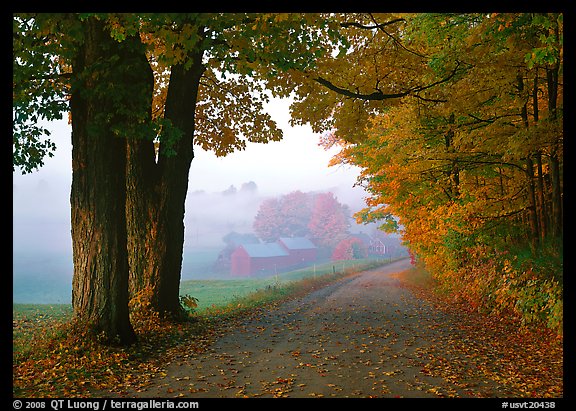 Maple trees, gravel road, and Jenne Farm, foggy autumn morning. Vermont, New England, USA (color)