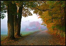 Maple trees, gravel road, and Jenne Farm, foggy autumn morning. Vermont, New England, USA