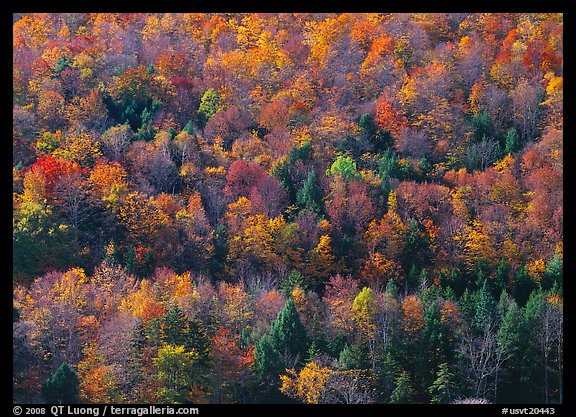 Hillside with trees in colorful fall foliage. Vermont, New England, USA (color)