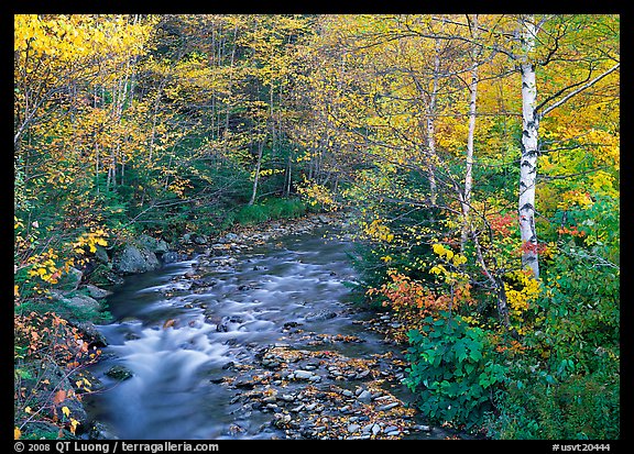 Stream and birch trees. Vermont, New England, USA (color)