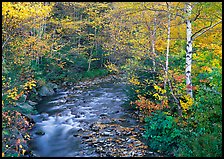 Stream and birch trees. Vermont, New England, USA
