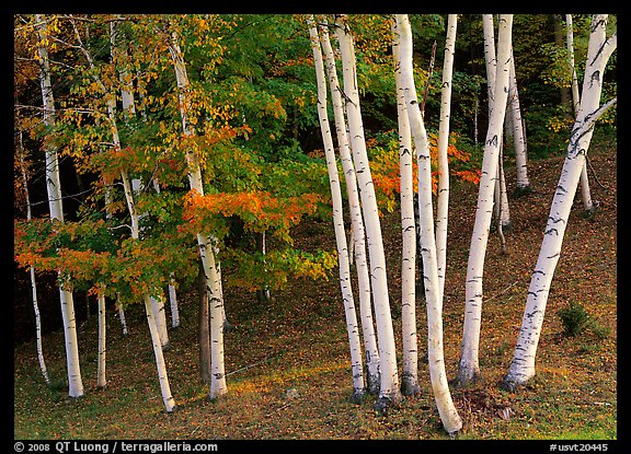Birch trees. Vermont, New England, USA