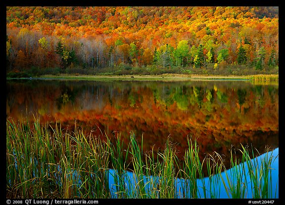 Reeds, and reflection of hill, Green Mountains. Vermont, New England, USA (color)