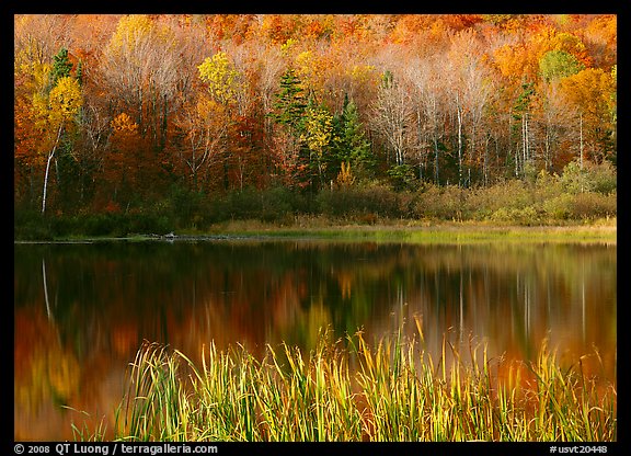 Hill in fall colors reflected in a pond. Vermont, New England, USA (color)