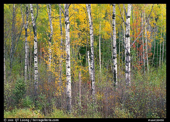 Birch trees and yellow leaves. Vermont, New England, USA (color)