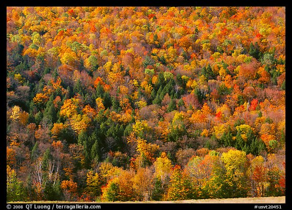 Hillside with trees in brilliant fall foliage. Vermont, New England, USA
