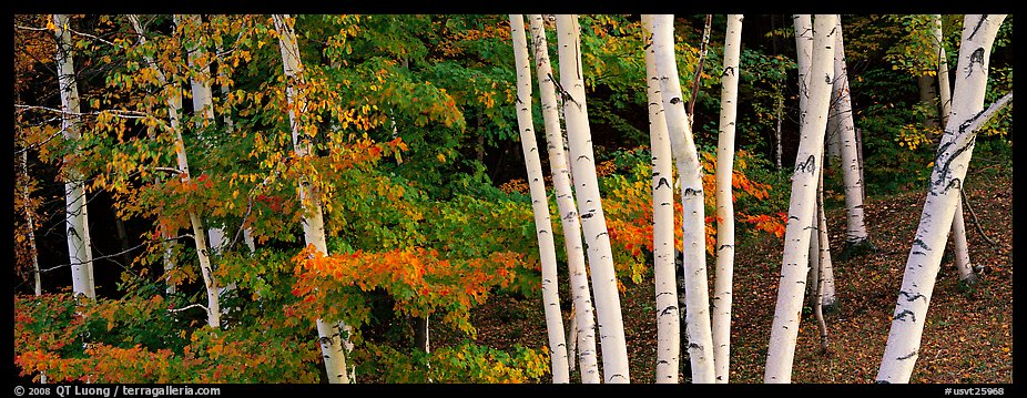 White birch trees and forest in autumn foliage. Vermont, New England, USA (color)