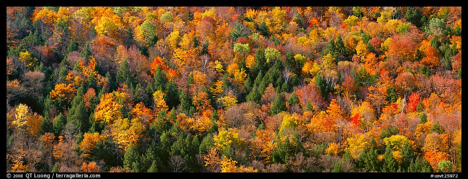 Trees in multicolored foliage on hillside. Vermont, New England, USA (color)