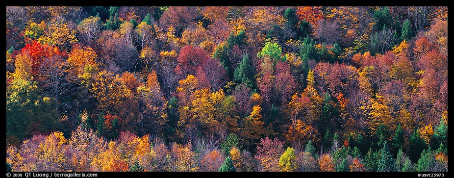 Autumn landscape with trees on hillside. Vermont, New England, USA (color)
