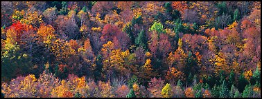 Autumn landscape with trees on hillside. Vermont, New England, USA (Panoramic color)