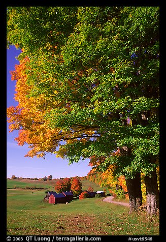 Maple tree and Jenne Farm. Vermont, New England, USA (color)