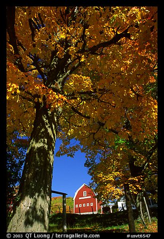 Elm Grove Farm near Woodstock. Vermont, New England, USA (color)