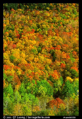 Hillside covered with trees in fall color, Green Mountains. Vermont, New England, USA (color)