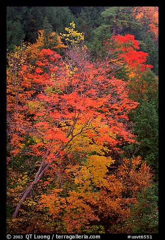 Maple tree with red leaves, Quechee Gorge. Vermont, New England, USA