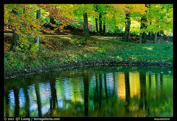 Pond with tree reflections. Vermont, New England, USA