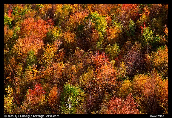 Hillside covered with trees in autumn color, Green Mountains. Vermont, New England, USA (color)