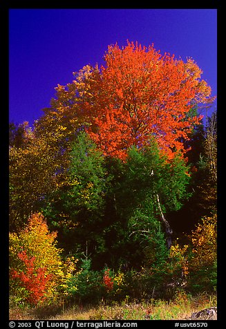 Bouquet of trees in fall foliage. Vermont, New England, USA (color)