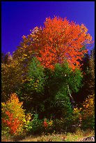 Bouquet of trees in fall foliage. Vermont, New England, USA