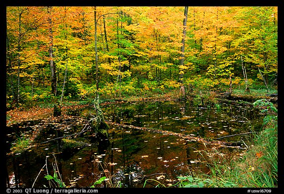 Pond surrounded by trees in fall colors. Wisconsin, USA
