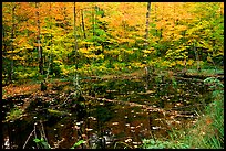 Pond surrounded by trees in fall colors. Wisconsin, USA ( color)