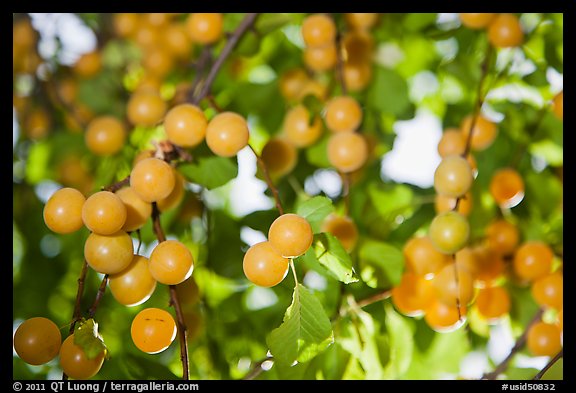 Yellow cherry plums. Hells Canyon National Recreation Area, Idaho and Oregon, USA (color)