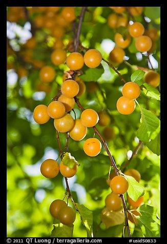 Close-up of cherry plums. Hells Canyon National Recreation Area, Idaho and Oregon, USA (color)