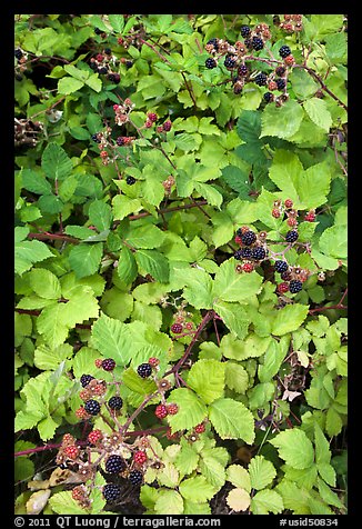 Blackberry bush. Hells Canyon National Recreation Area, Idaho and Oregon, USA (color)