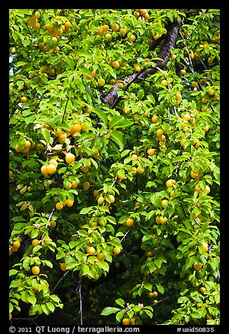 Branches of plum tree loaded with fruits. Hells Canyon National Recreation Area, Idaho and Oregon, USA (color)