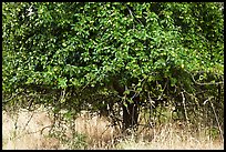 Plum tree. Hells Canyon National Recreation Area, Idaho and Oregon, USA ( color)