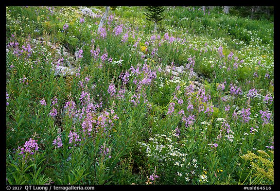 Meadow with fireweed, Face Trail. Jedediah Smith Wilderness,  Caribou-Targhee National Forest, Idaho, USA (color)
