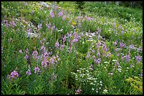 Meadow with fireweed, Face Trail. Jedediah Smith Wilderness,  Caribou-Targhee National Forest, Idaho, USA ( color)