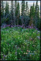 Dense wildflowers and trees, Face Trail. Jedediah Smith Wilderness,  Caribou-Targhee National Forest, Idaho, USA ( color)