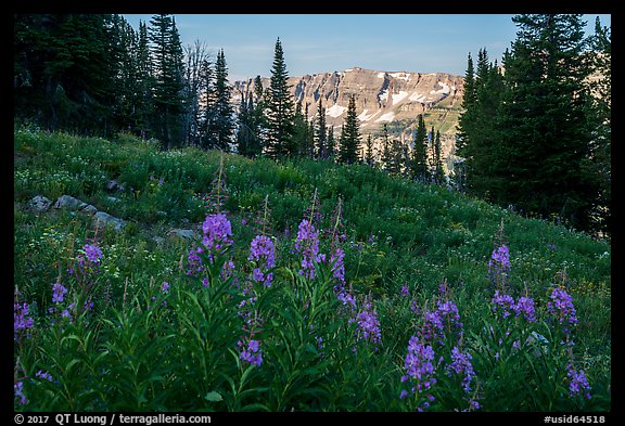 Fireweed and mountains, Face Trail. Jedediah Smith Wilderness,  Caribou-Targhee National Forest, Idaho, USA (color)