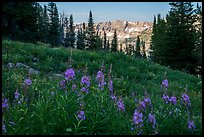 Fireweed and mountains, Face Trail. Jedediah Smith Wilderness,  Caribou-Targhee National Forest, Idaho, USA ( color)