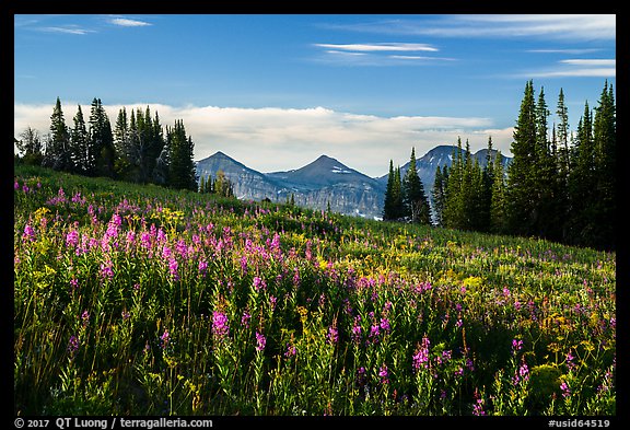 Late summer wildflowers and mountains, Face Trail. Jedediah Smith Wilderness,  Caribou-Targhee National Forest, Idaho, USA (color)