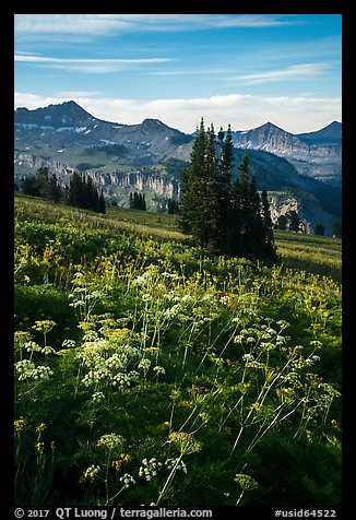 Cow parsnip and mountains, Face Trail. Jedediah Smith Wilderness,  Caribou-Targhee National Forest, Idaho, USA (color)