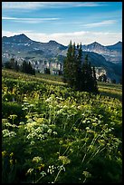 Cow parsnip and mountains, Face Trail. Jedediah Smith Wilderness,  Caribou-Targhee National Forest, Idaho, USA ( color)