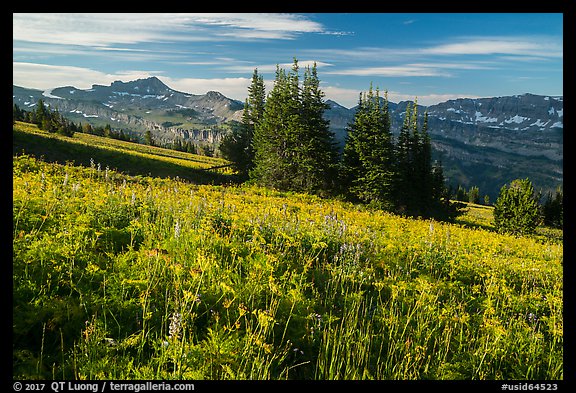 Flowering meadown in late summer, Face Trail. Jedediah Smith Wilderness,  Caribou-Targhee National Forest, Idaho, USA (color)