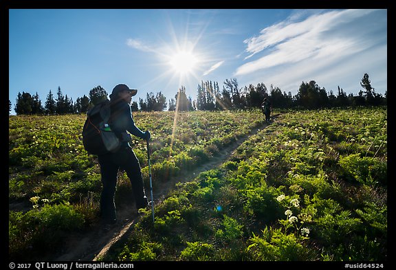 Hikers on Face Trail surrounded by wildflowers. Jedediah Smith Wilderness,  Caribou-Targhee National Forest, Idaho, USA
