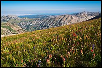 Multicolored wildflower carpet near Table Mountain. Jedediah Smith Wilderness,  Caribou-Targhee National Forest, Idaho, USA ( color)