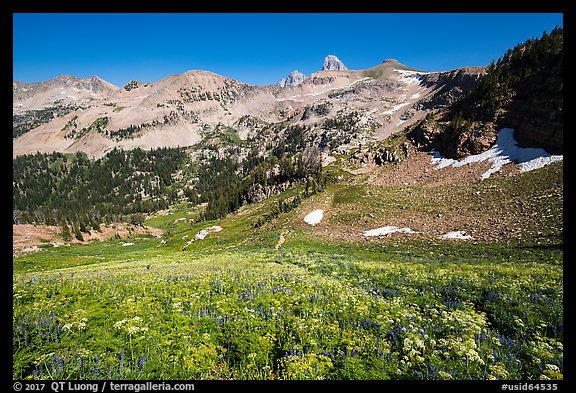 Wildflowers, Table Mountain ridge, and Tetons peeking. Jedediah Smith Wilderness,  Caribou-Targhee National Forest, Idaho, USA (color)
